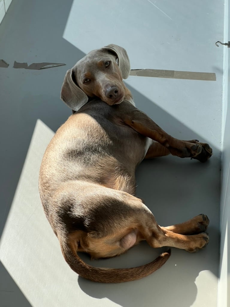 Jojo the office dachshund